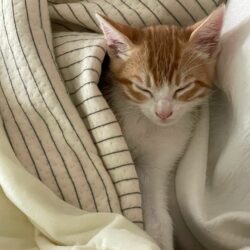 Mantas para el Frio (Mascotas)