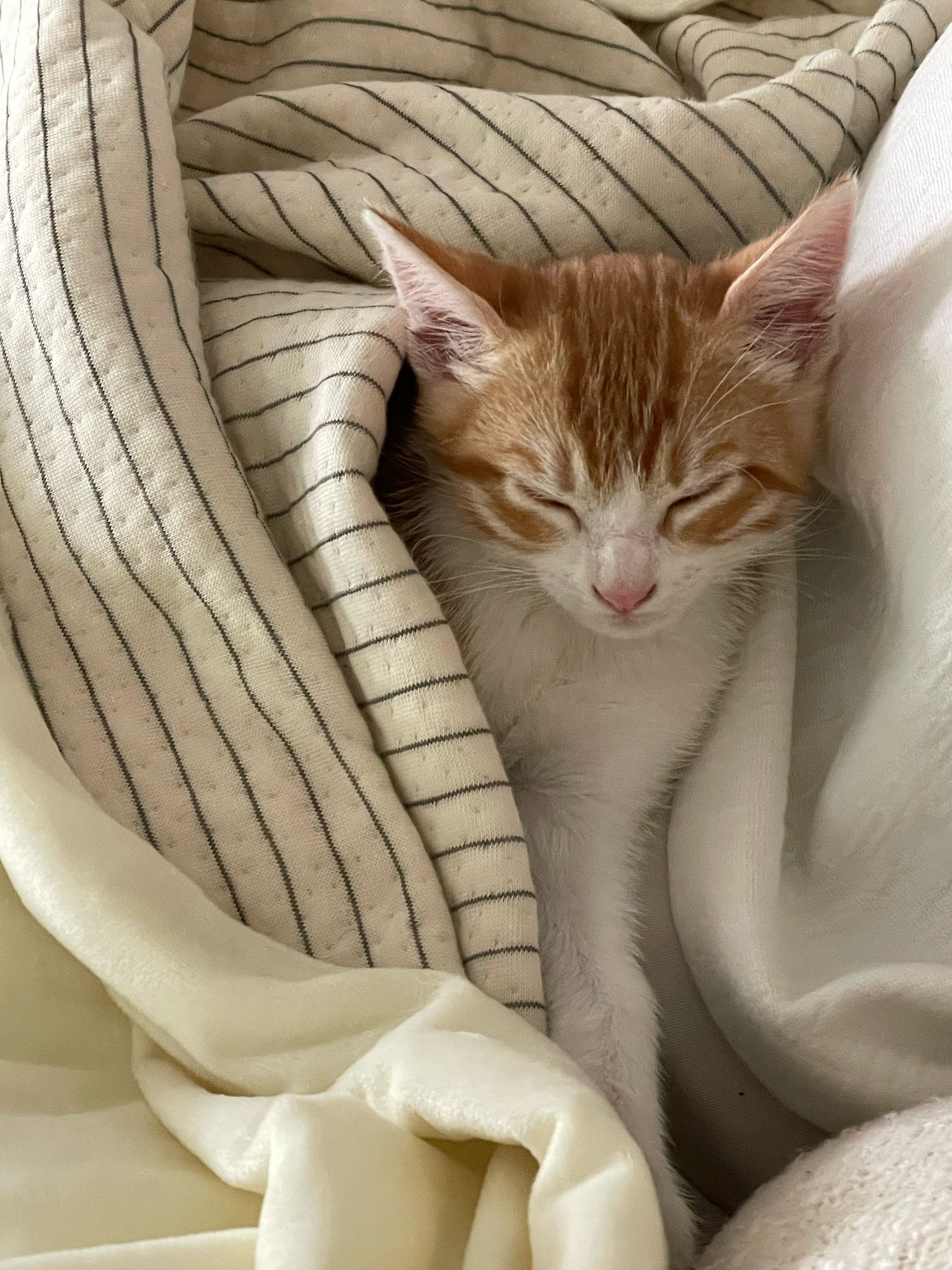Mantas para el Frio (Mascotas)